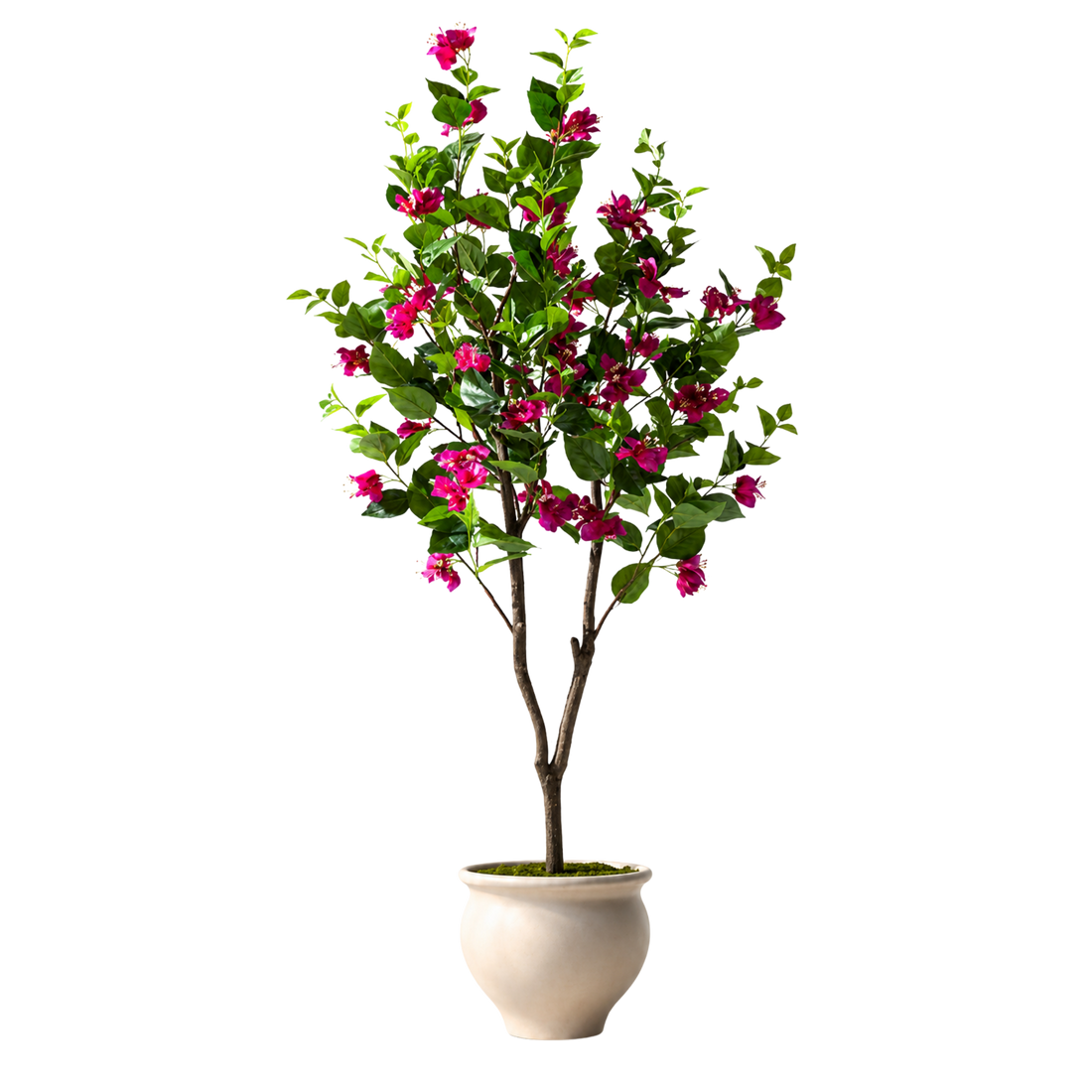 Bougainvillea Realista UV
