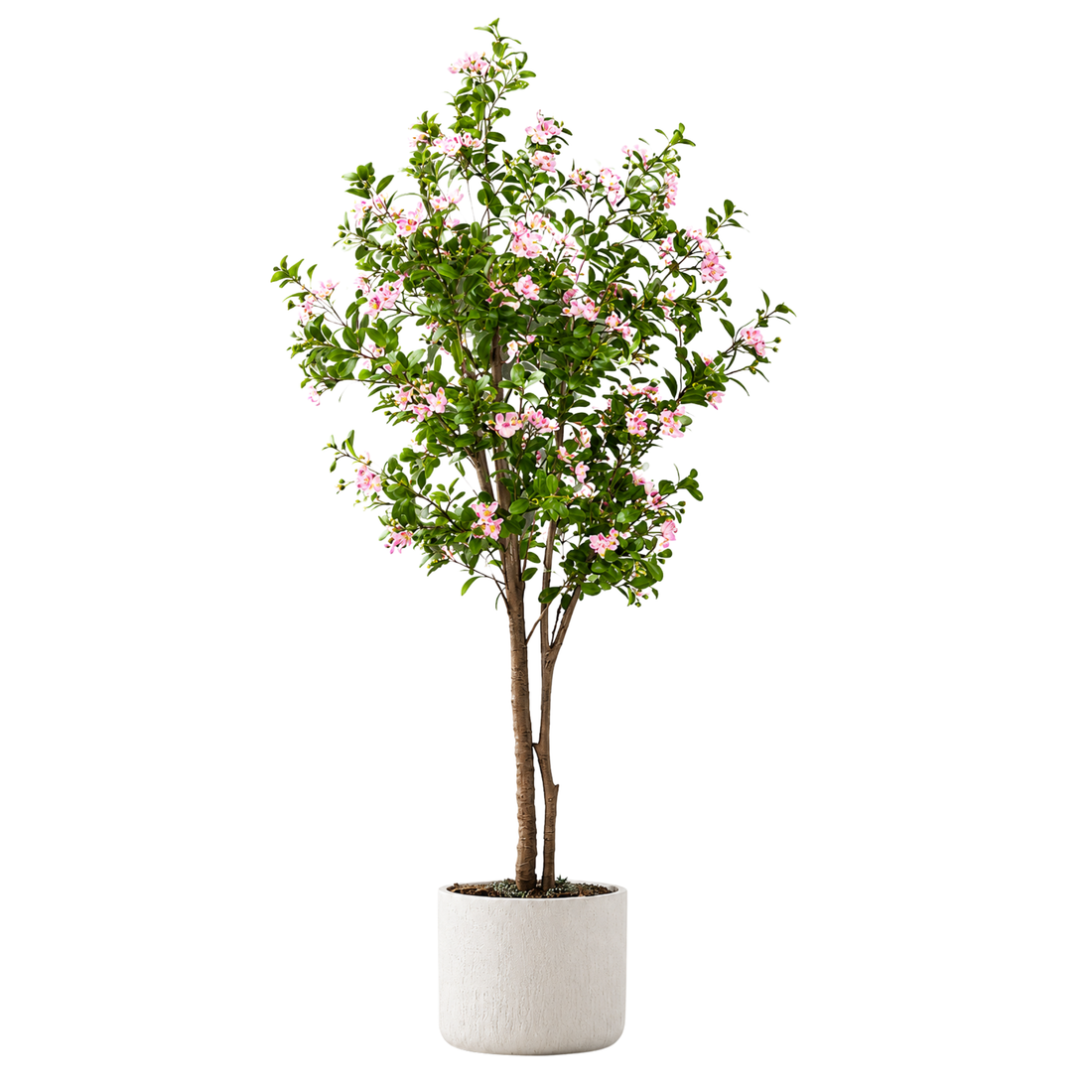 Myrtus Realista UV