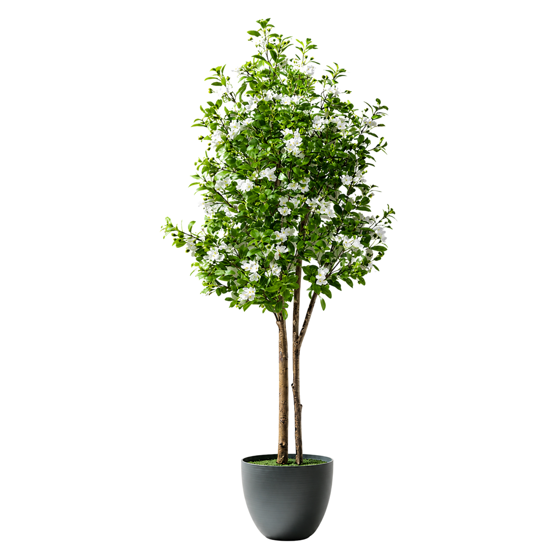 Myrtle Realista UV