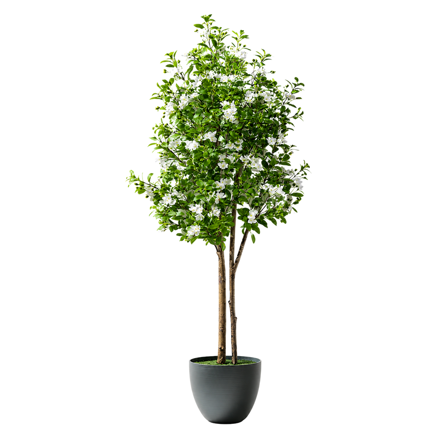 Myrtle Realista UV