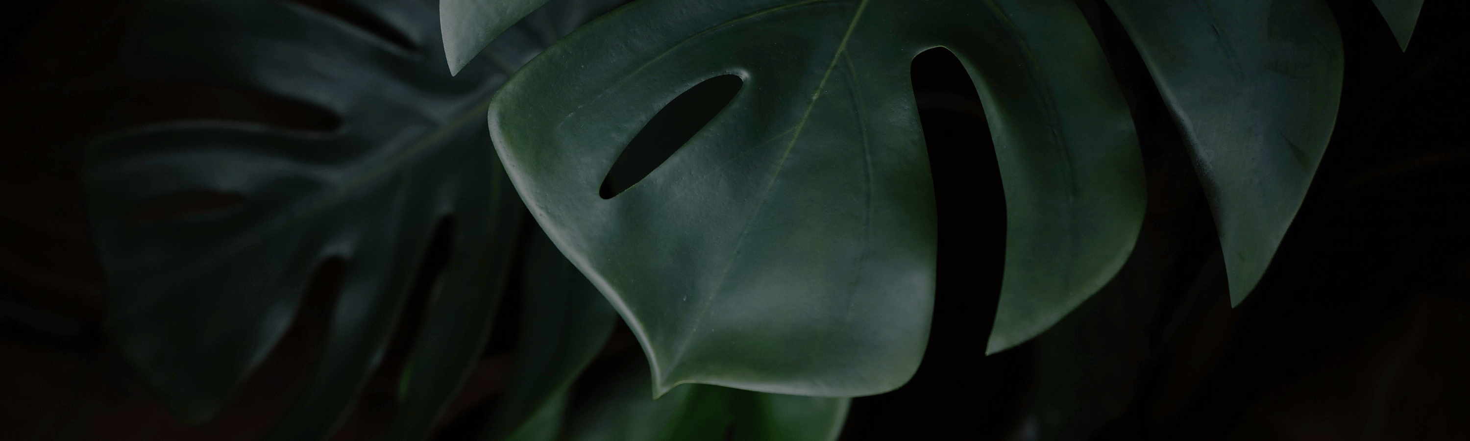 Banner Aura Verde